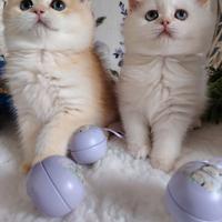 Gattini Scottish chinchilla gold