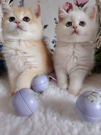 Gattini Scottish chinchilla gold