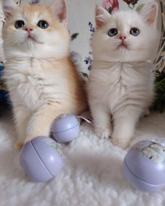 Gattini Scottish chinchilla gold