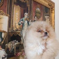 Mini Spitz Pomerania