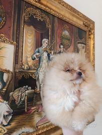 Mini Spitz Pomerania