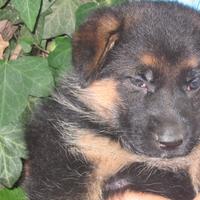 Pastore tedesco cuccioli