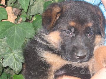 Pastore tedesco cuccioli