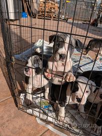 American Staffordshire Terrier