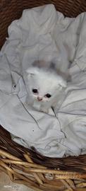 SCOTTISH FOLD cuccioli