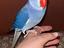 Immagine 4