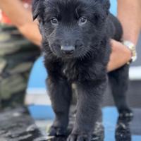 RIO - maschio, nato il 21/04/2025