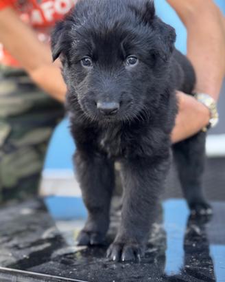 RIO - maschio, nato il 21/04/2025