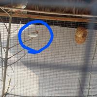 Uccello diamantino femmina