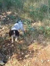 Springer spaniel da tartufi
