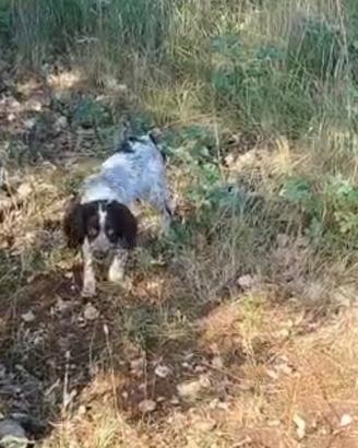 Springer spaniel da tartufi
