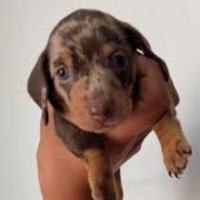 Maschietti Bassotto nano merle