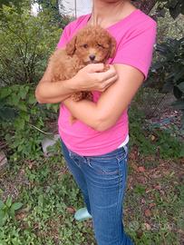 barboncino rosso toy