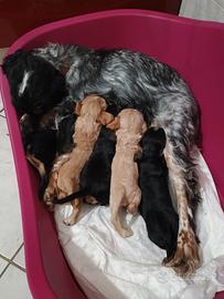 cocker spaniel