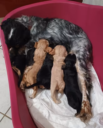 cocker spaniel