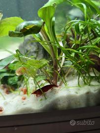 Neocaridine gamberetti Red rosse Sakura