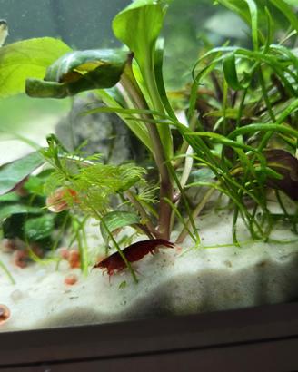 Neocaridine gamberetti Red rosse Sakura