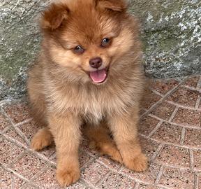 Spitz tedesco nano