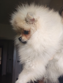 Spitz Tedesco Nano Pedigree ENCI