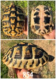 Femmina Testudo hermanni boettgeri tartaruga terra
