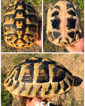 Femmina Testudo hermanni boettgeri tartaruga terra