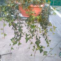 pianta di edera a foglie piccole in ciotola  