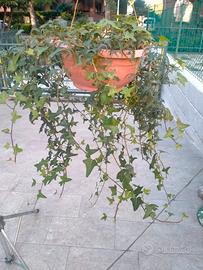 pianta di edera a foglie piccole in ciotola  