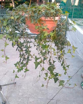 pianta di edera a foglie piccole in ciotola  