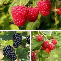 PIANTE DI LAMPONI e MORE RIFIORENTI 