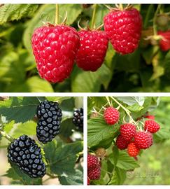 PIANTE DI LAMPONI e MORE RIFIORENTI 