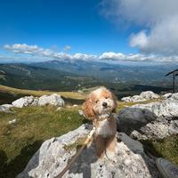 Barboncino per accoppiamento