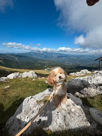 Barboncino per accoppiamento