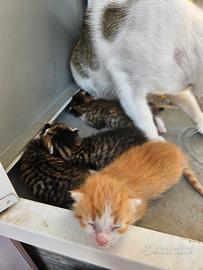 Gatti piccoli