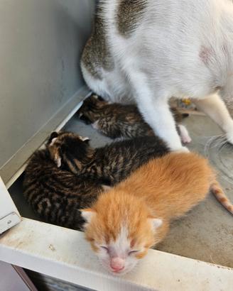 Gatti piccoli