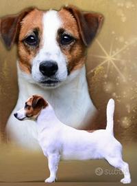 JACK RUSSELL cuccioli