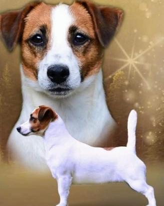 JACK RUSSELL cuccioli