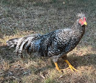 Gallo razza schijndelaar barrato
