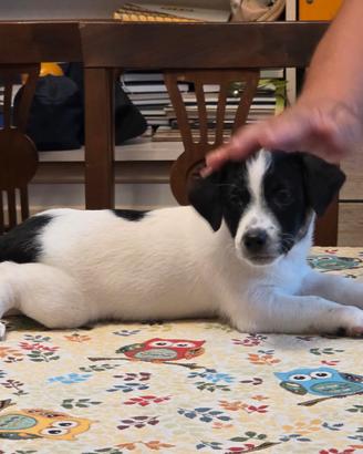 Cuccioli cane Jack Russell con certificato