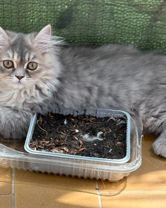 Dolce gattina persiana