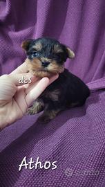 Yorkshire piccino con pedigree