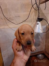 Cuccioli Bassotto nano fulvo