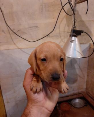 Cuccioli Bassotto nano fulvo