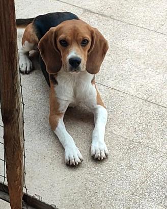 cani da caccia