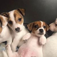 Jack Russell Terrier cuccioli