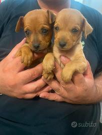 cuccioli di pincher taglia piccola