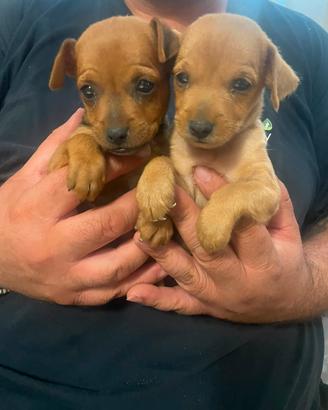 cuccioli di pincher taglia piccola