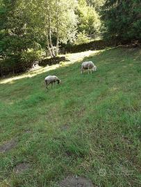 2 pecore bergamasche + 2 agnelli