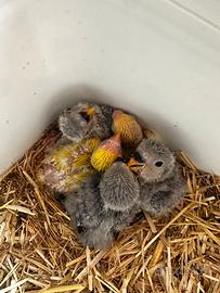 Pulli inseparabili roseicollis