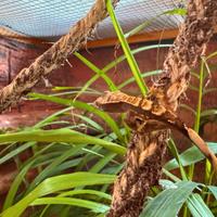 Baby Geco ciliato (crestato) 7 settimane