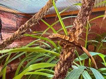 Baby Geco ciliato (crestato) 7 settimane